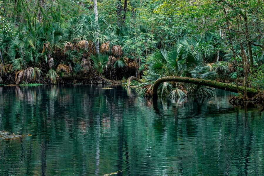 ocala_free_pic Tropical Vegetation on the Banks of the River in Ocala, FL